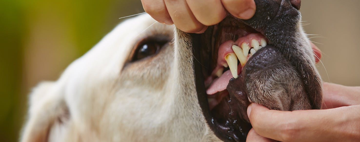 Scraping tartar hotsell off dog's teeth