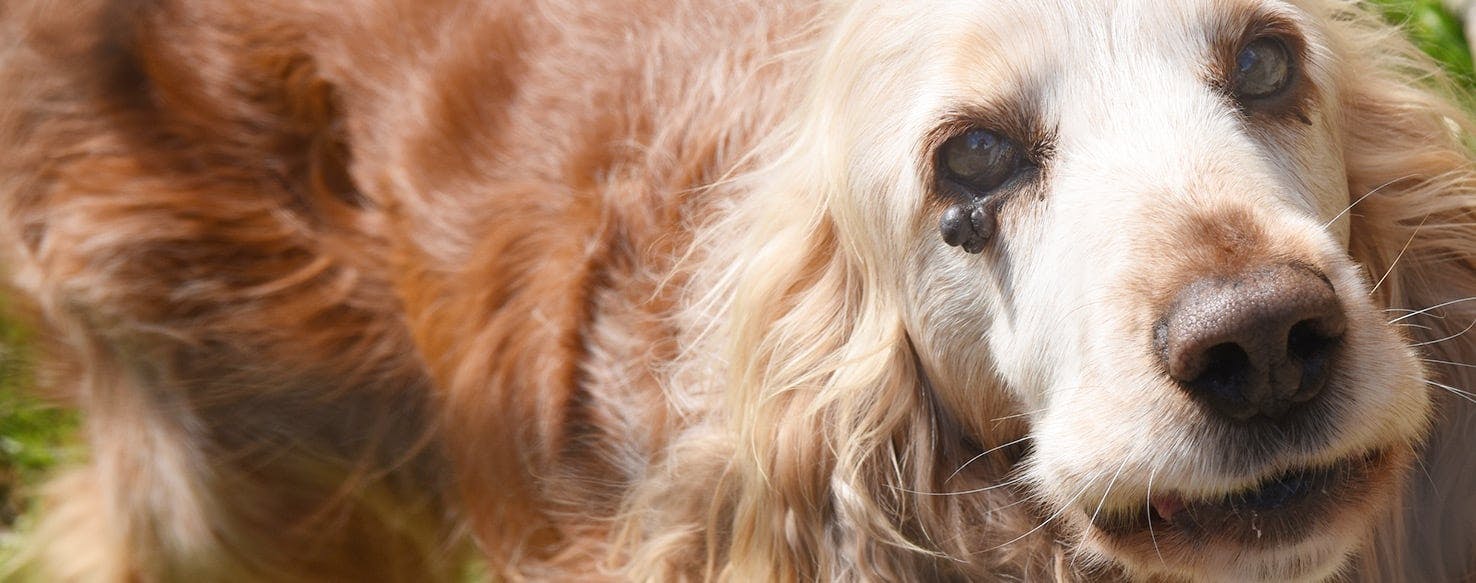 what gets rid of warts on dogs