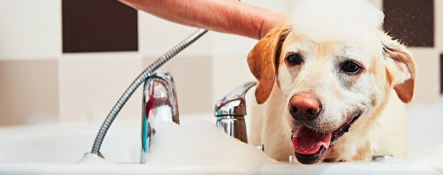 How To Prevent Wet Dog Smell After Your Dog S Bath