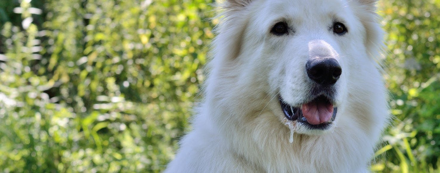 do dogs drool when stressed