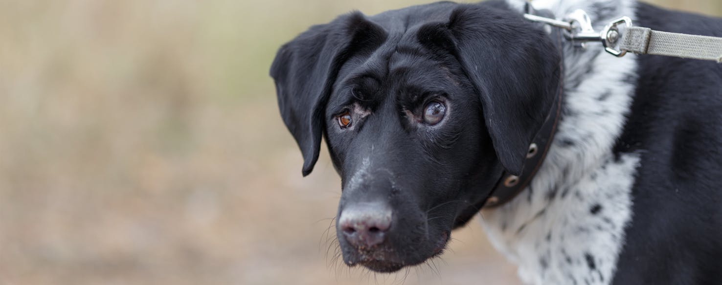 Vitamins for dog store cataracts