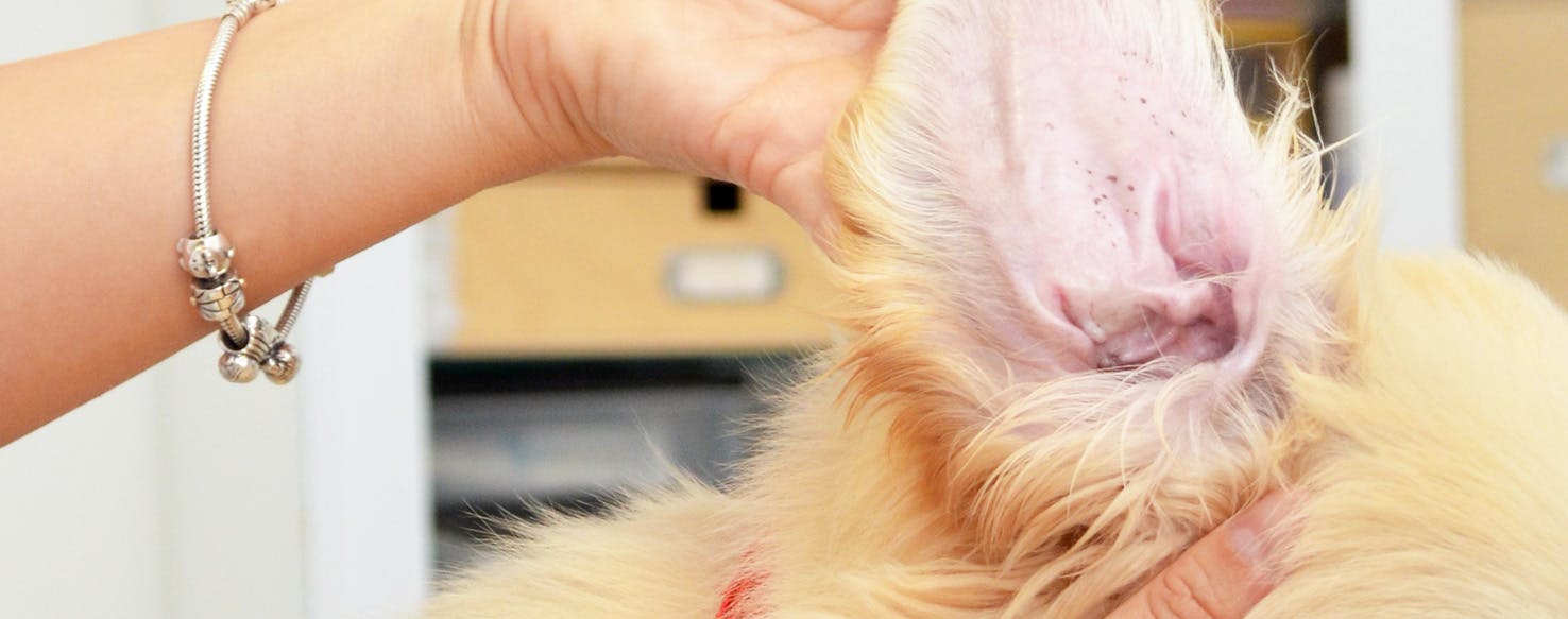 ear mites in dogs