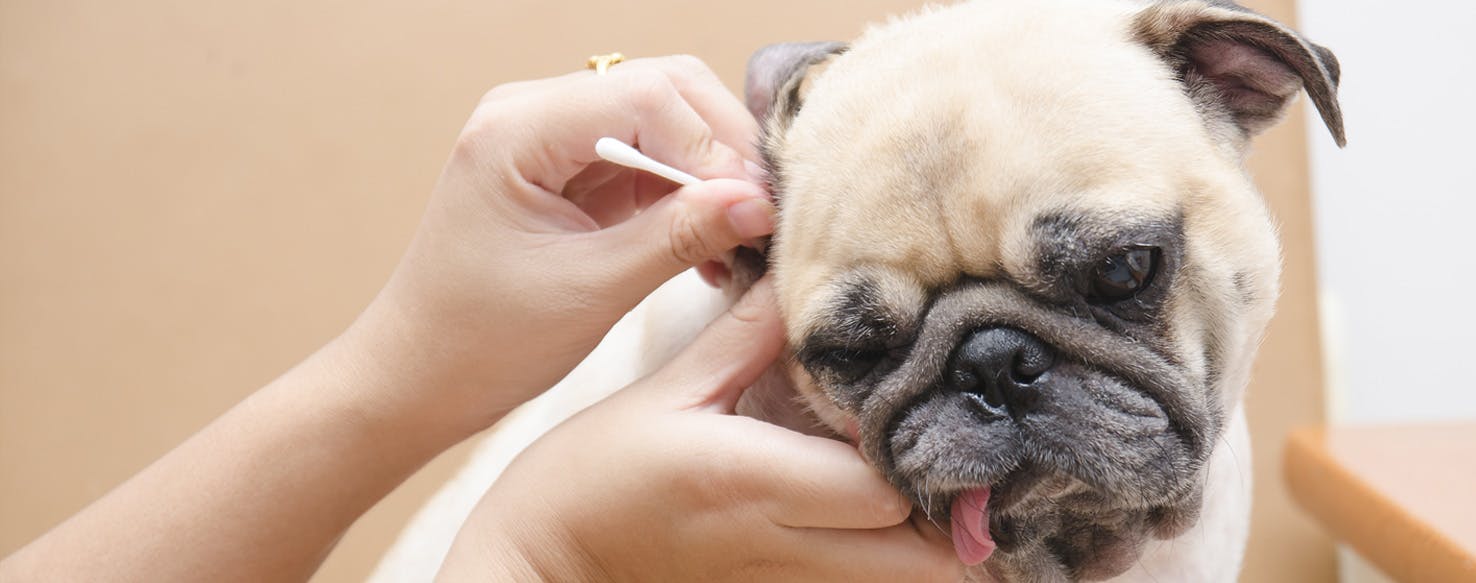 How To Prevent Your Dog From Getting Excess Earwax Wag