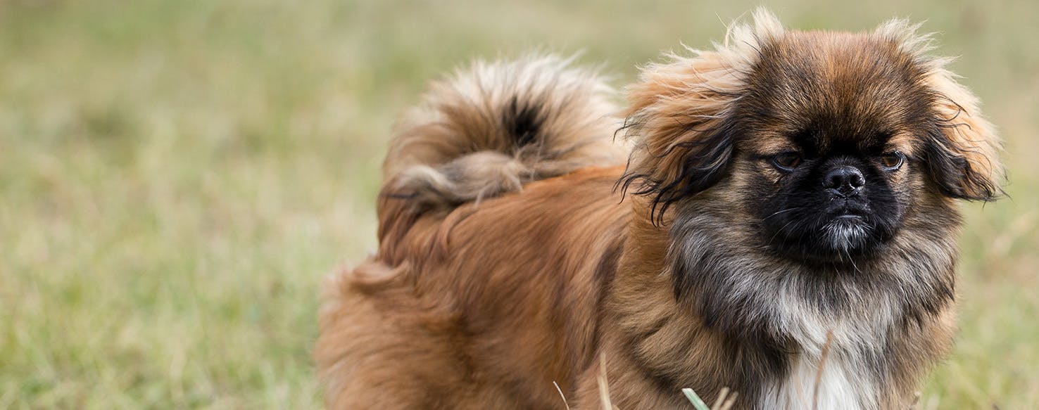 How to Prevent Your Dog From Getting Kidney Stones