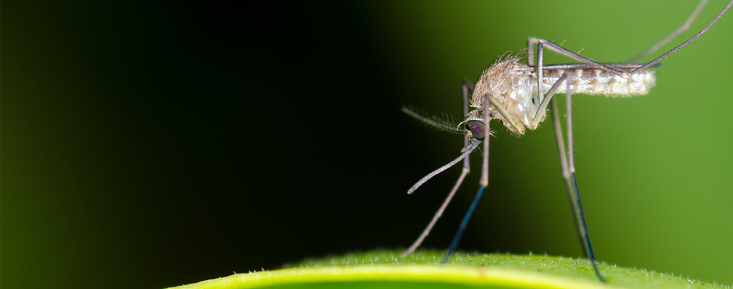 how to keep mosquitoes away from dogs