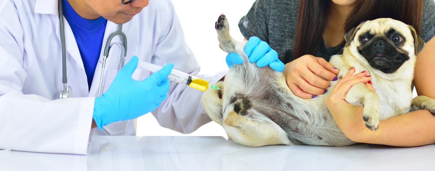 how can you prevent rabies in dogs