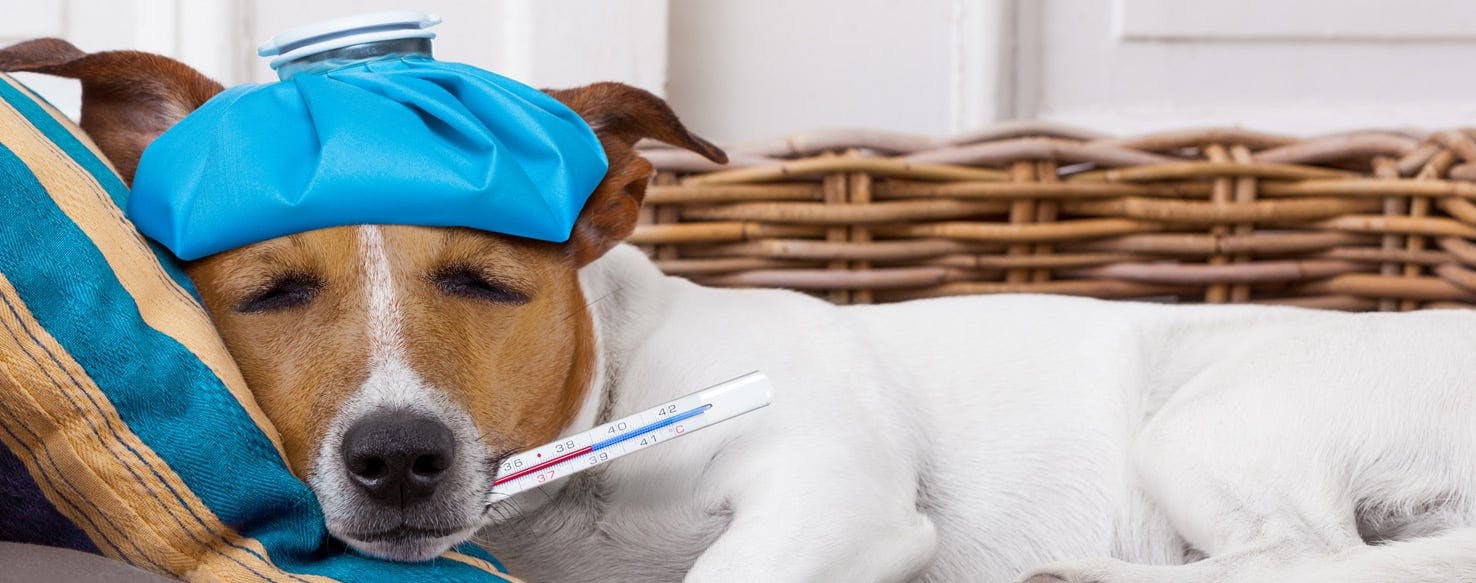 wellness-how-to-prevent-your-dog-from-getting-the-flu-hero-image