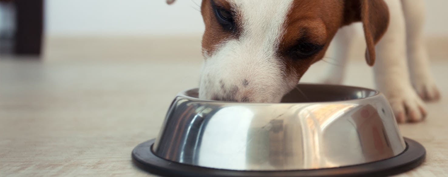 puppy gulping food