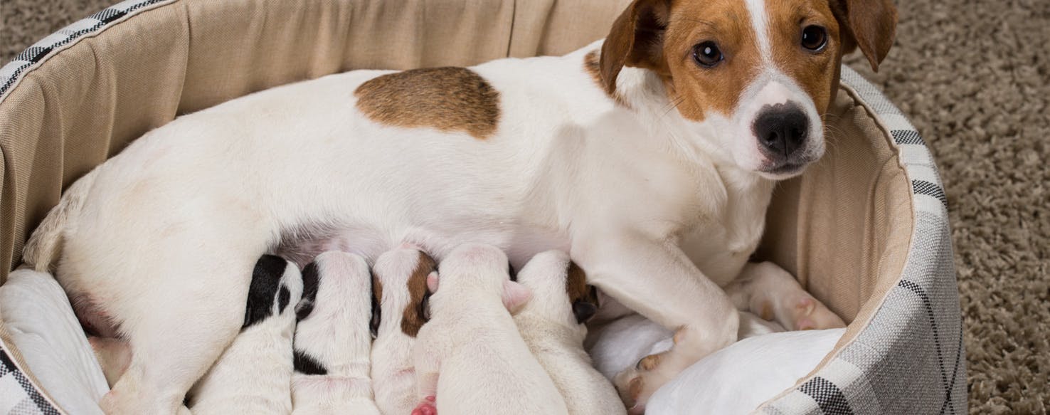 How long after having puppies best sale does a dog go into heat