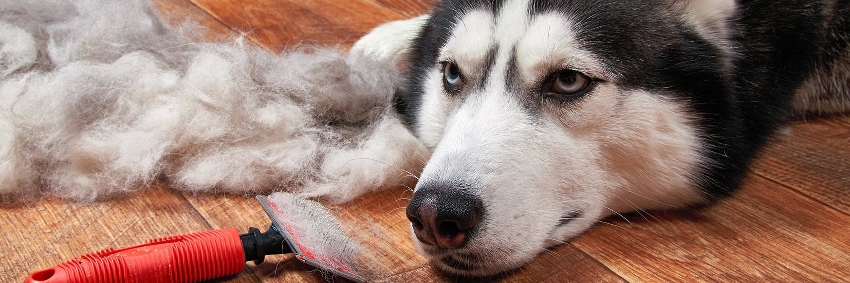 wellness-how-to-prevent-your-dog-from-molting-hero-image