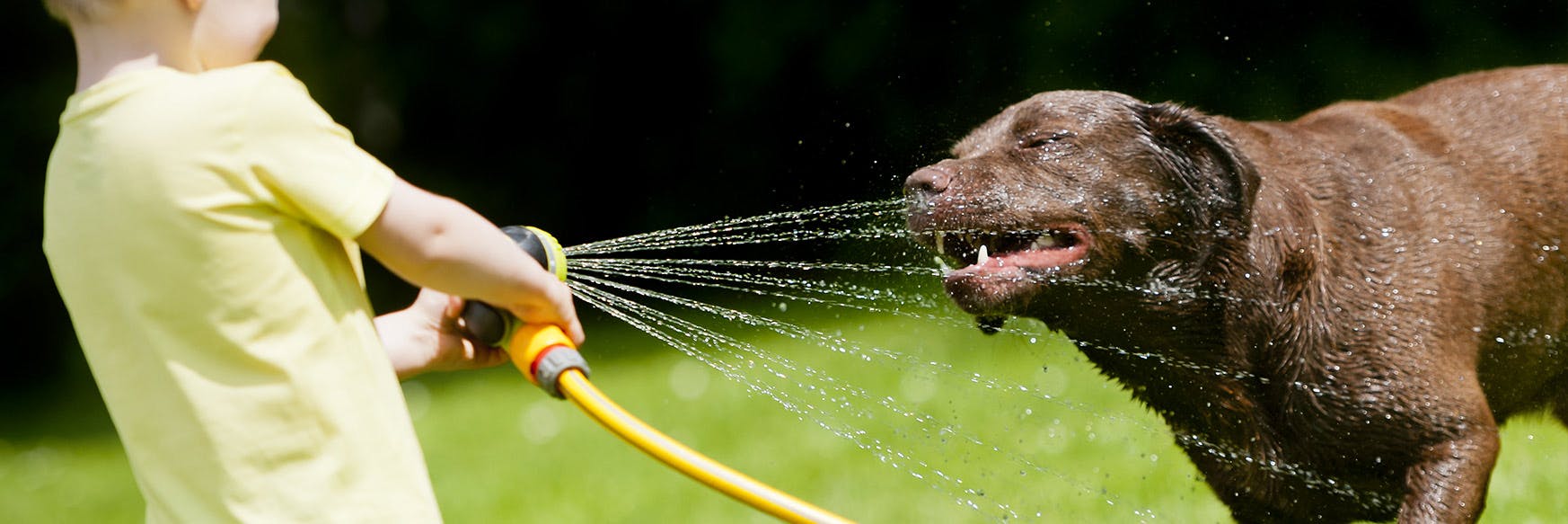 How to tell if best sale your dog is overheating