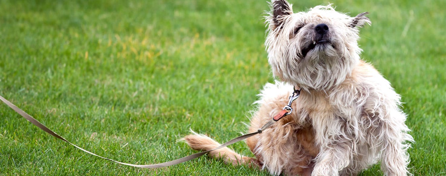 HOW TO CUT AN UNCOOPERATIVE DOG'S NAILS – Freshly Bailey