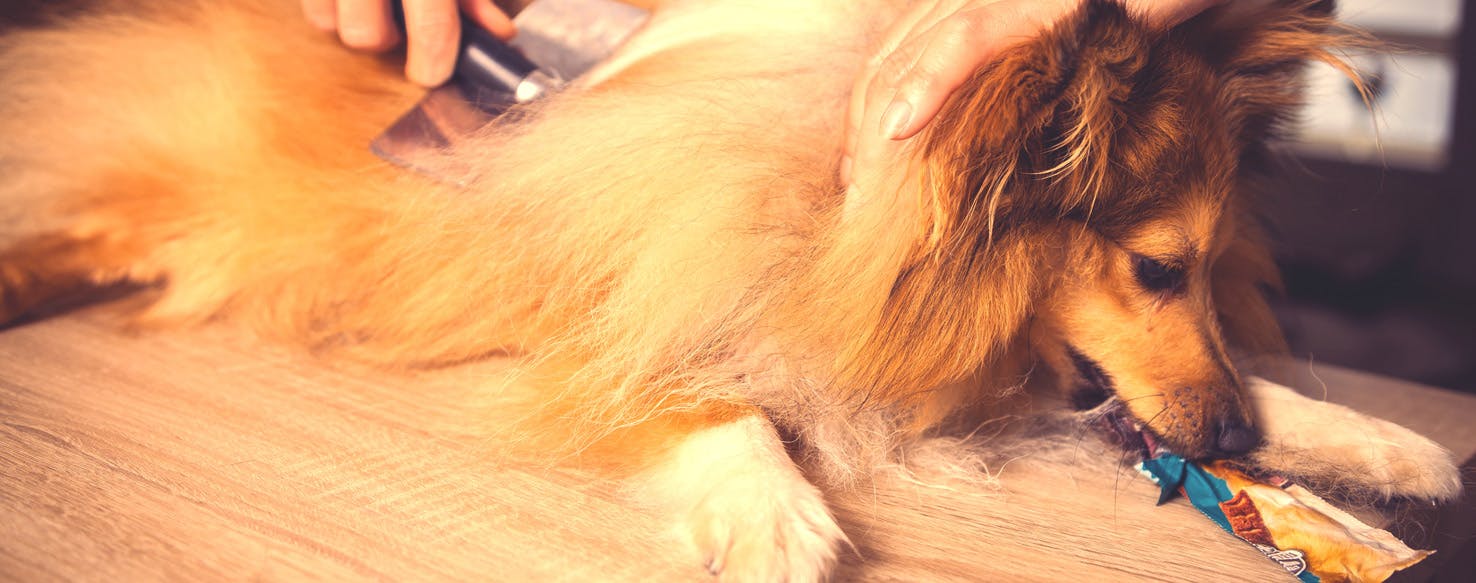 How to Prevent Your Dog from Shedding