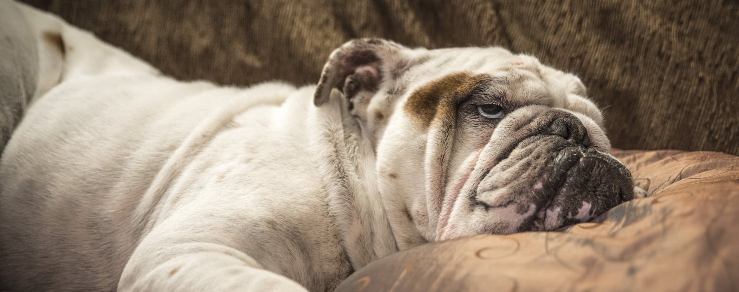 Dog started snoring while hot sale awake