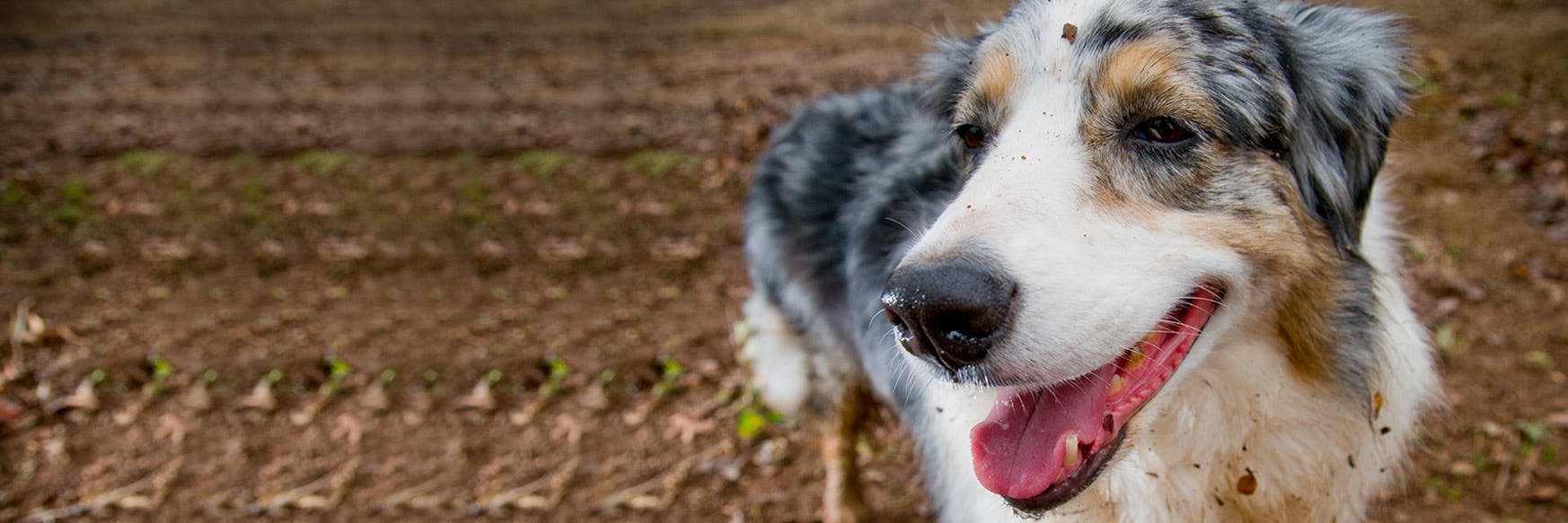 How to Stop A Dog From Licking: 4 Terrific Tongue Treatments!