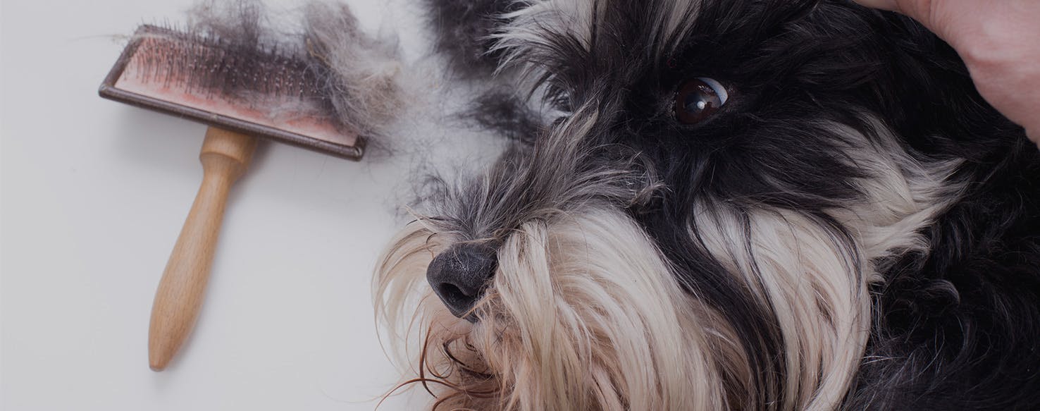 How to Prevent Your Dog's Hair From Matting