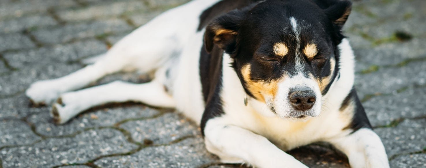 How to Prevent Your Dog s Heat Cycle