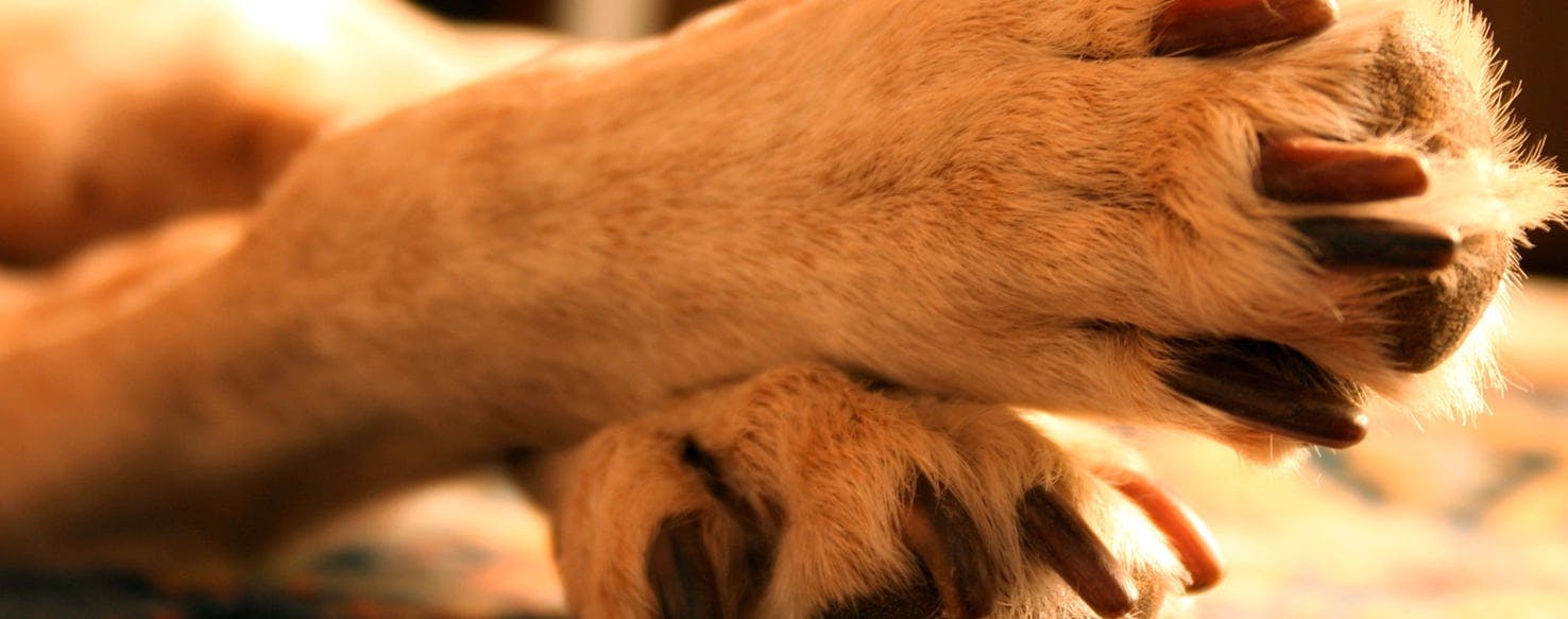 How To Prevent Dog Nails from Splitting