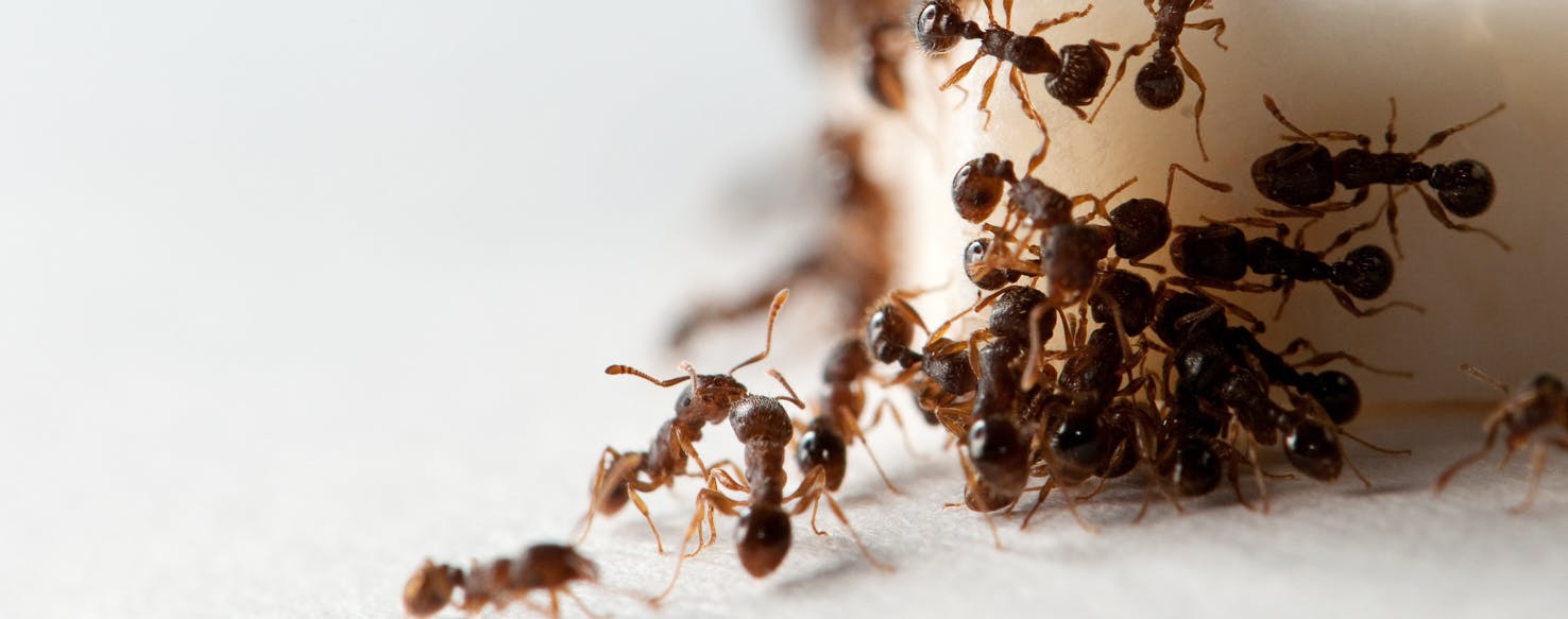 wellness-if-its-poisonous-to-ants-is-it-poisonous-to-dogs-hero-image