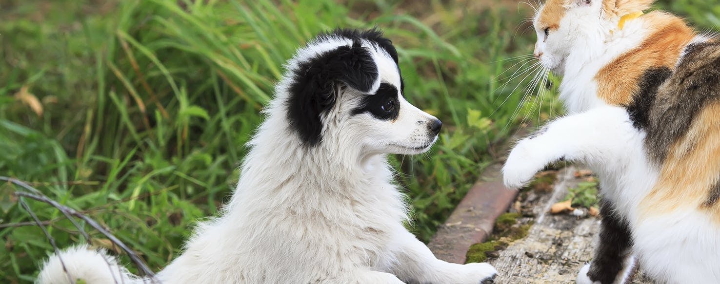 how do i help my cat adjust to a new puppy