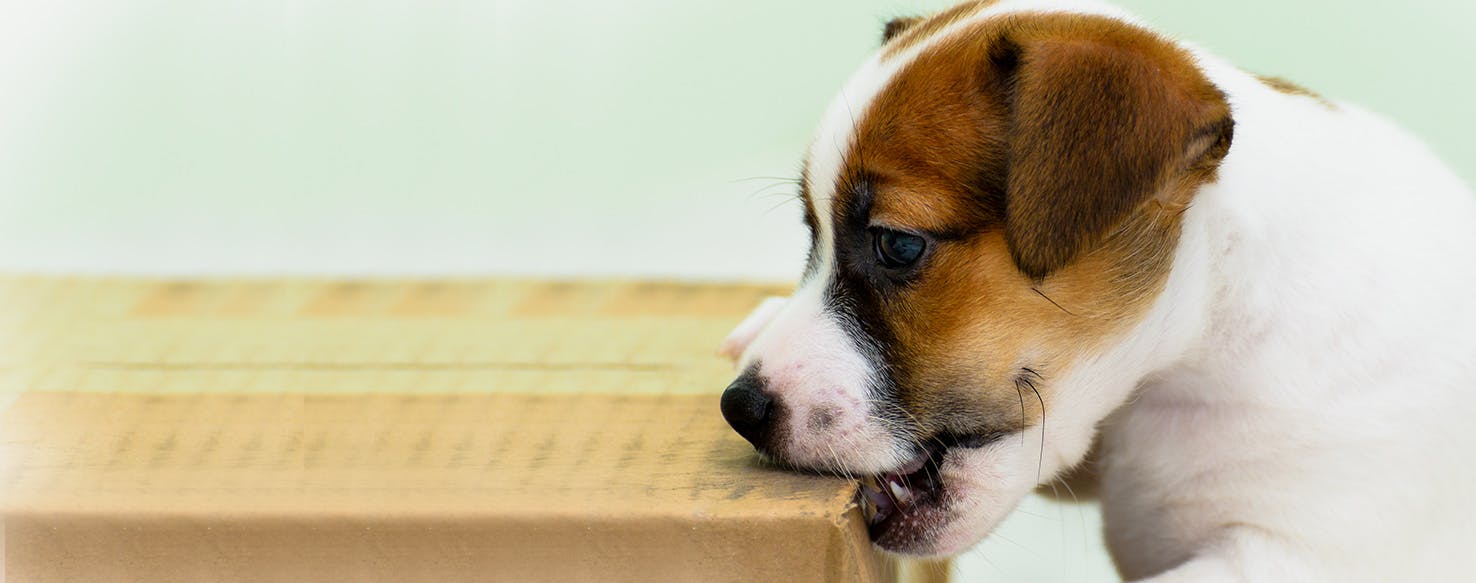 wellness-is-it-dangerous-for-my-dog-to-eat-cardboard-hero-image