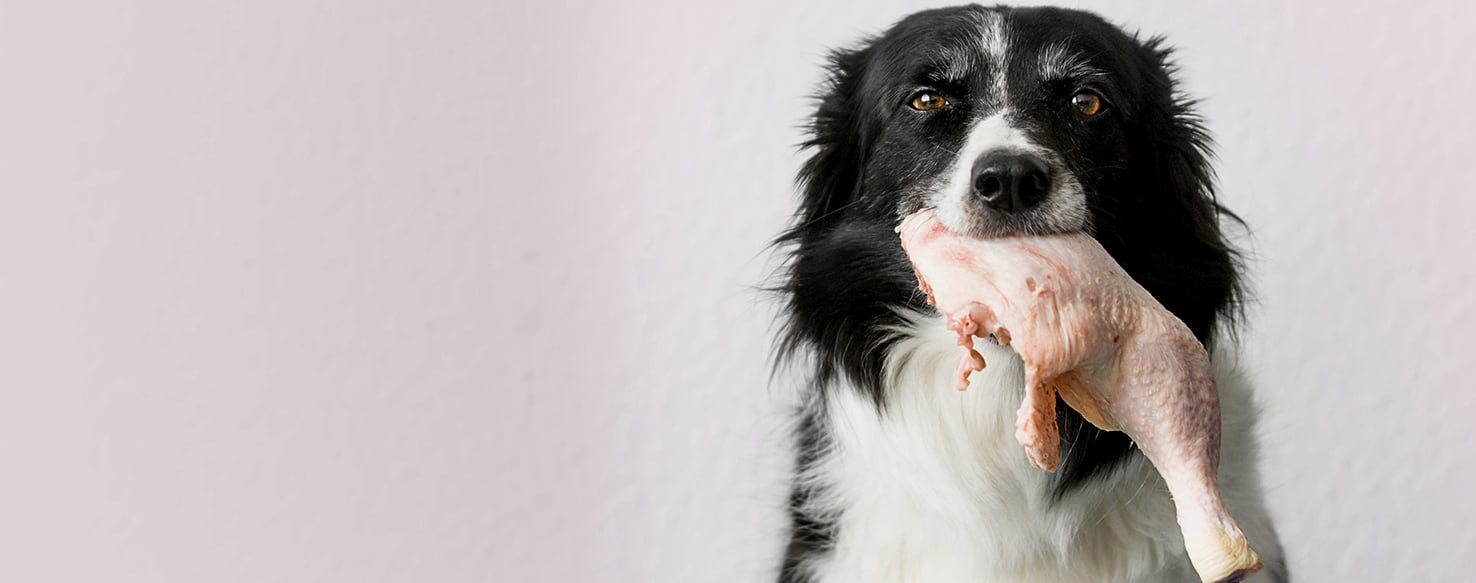 3 dog bowl feeder