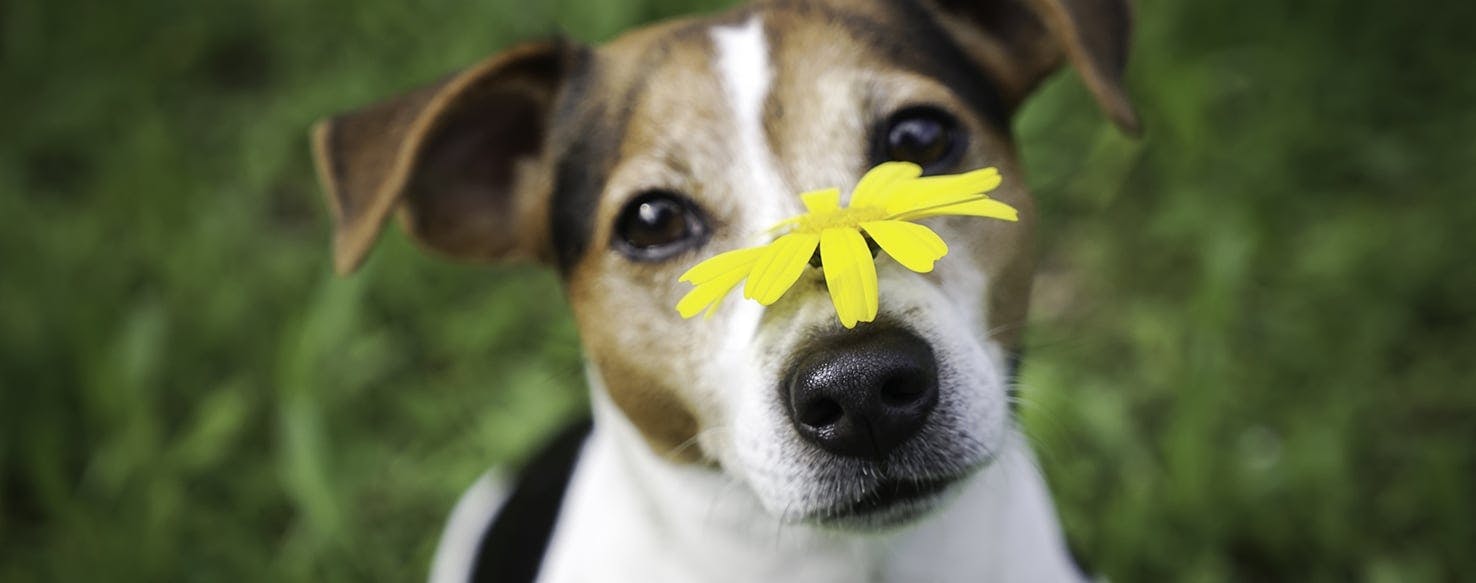 Dog medicine for outlet sneezing