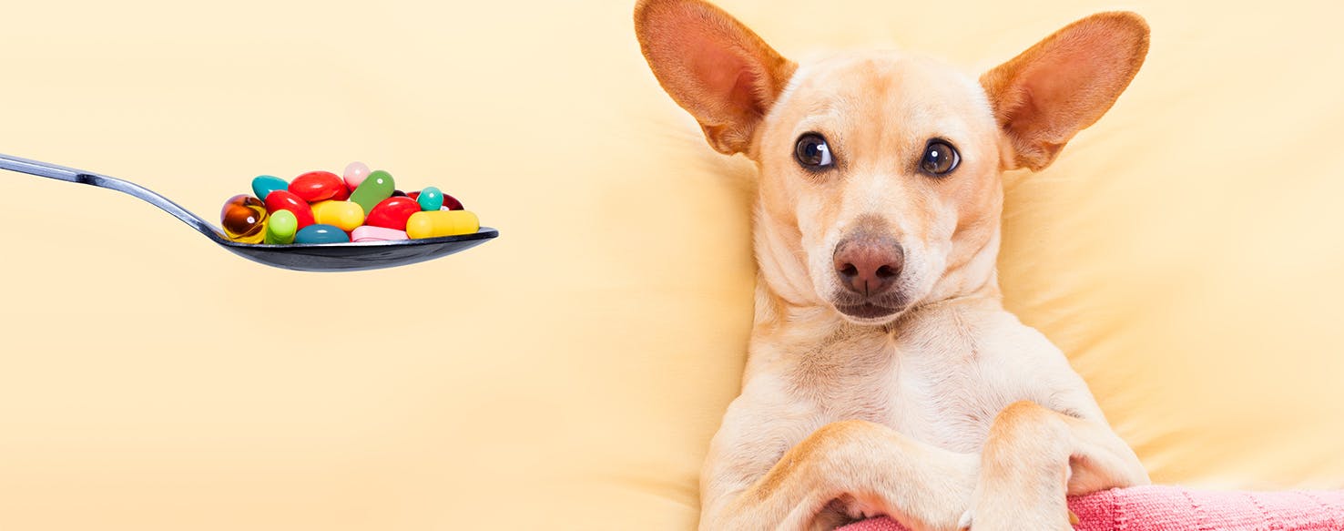 what medications can you give dogs