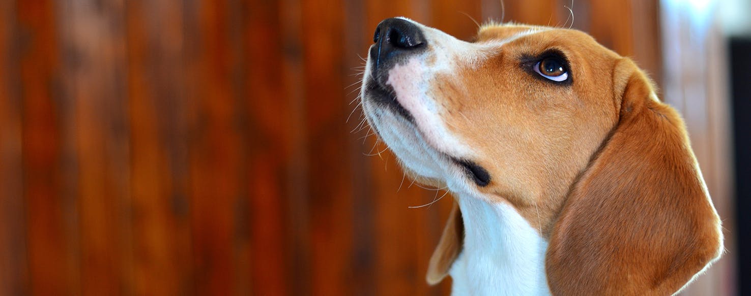 wellness-natural-remedies-for-canine-seborrhea-hero-image