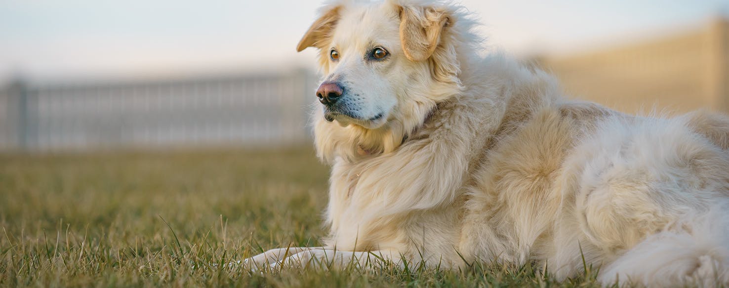 Natural dog clearance health