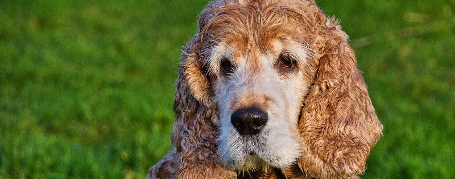 Dog pimple outlet treatment