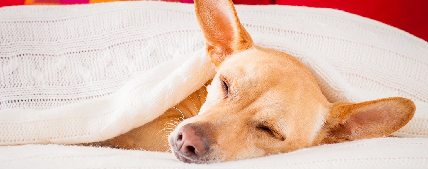 wellness-natural-treatments-for-canine-influenza-hero-image