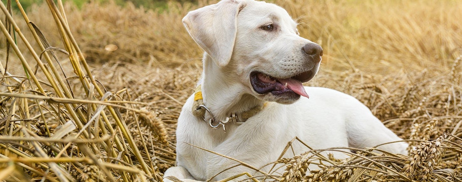 how do you know if your dog has sunburn