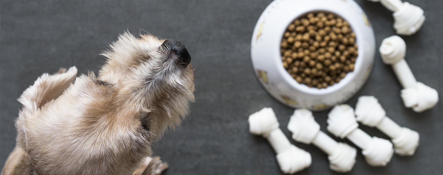wellness-raw-feeding-and-your-dog-a-primer-on-the-dos-and-donts-of-abandoning-kibble-hero-image