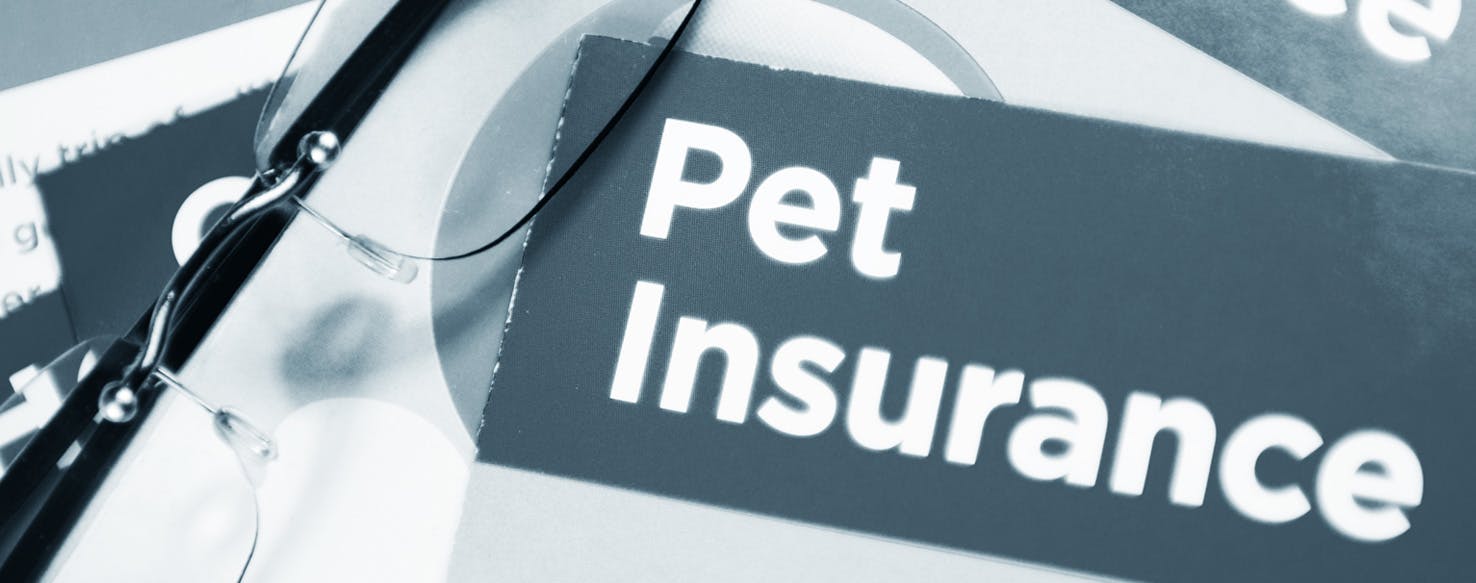 wellness-reasons-to-carry-pet-insurance-for-your-dog-hero-image