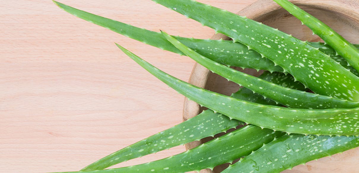 can you use aloe vera on dogs skin