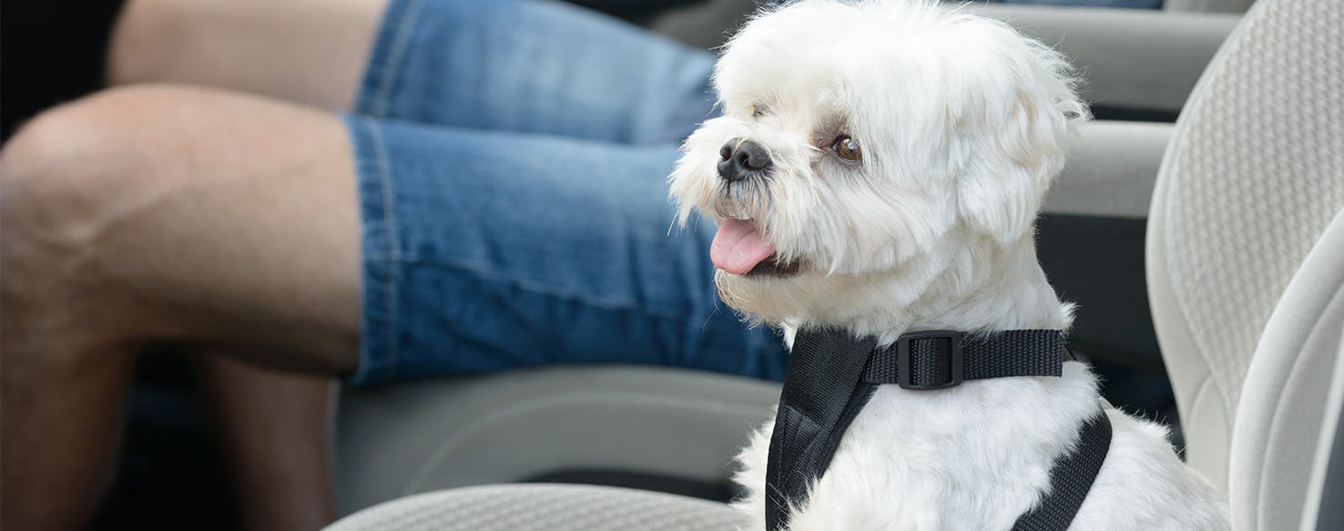 wellness-seatbelts-and-car-restraints-for-your-dog-hero-image