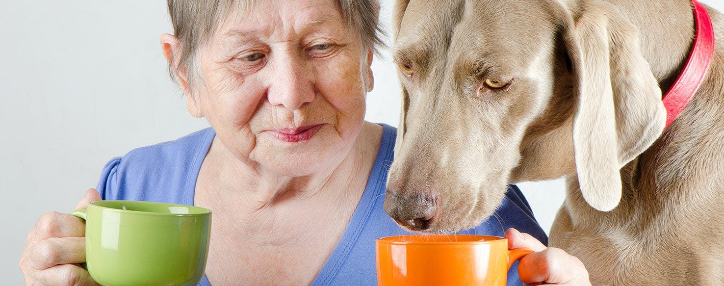 can tea be given to dogs