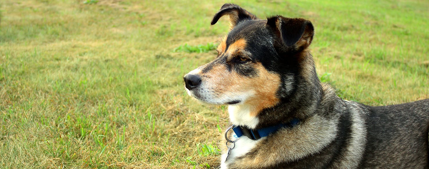 can skunk spray blind a dog