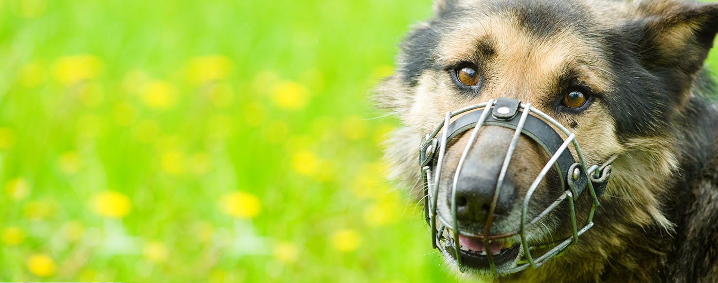 Smart and Safe Why Your Vet Wants to Muzzle Your Dog