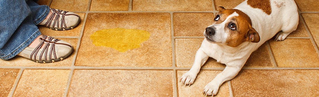 wellness-successfully-housetraining-your-dog-hero-image