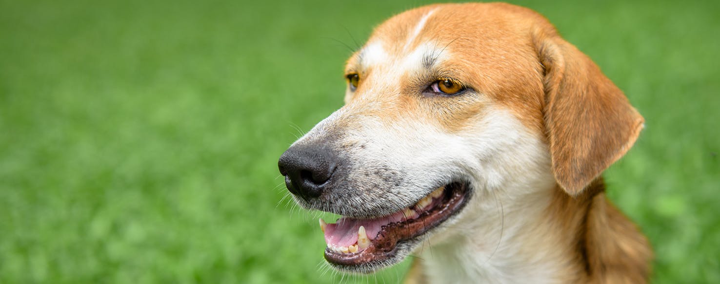 what causes halitosis in dogs