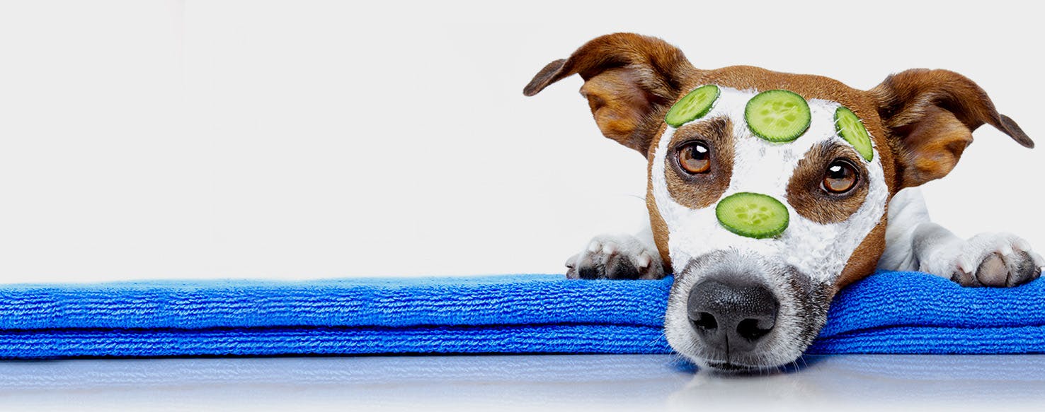 wellness-the-basics-of-dog-skincare-hero-image