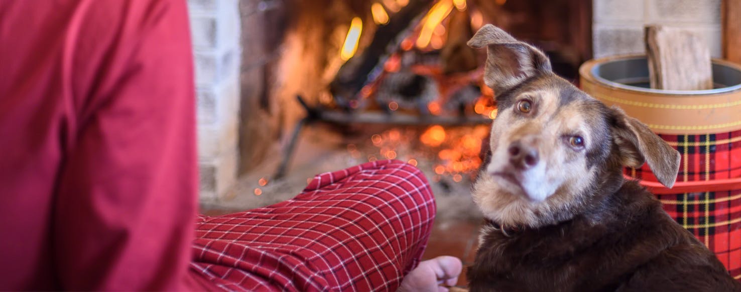 wellness-the-dangers-of-flame-retardant-chemicals-to-your-dog-hero-image
