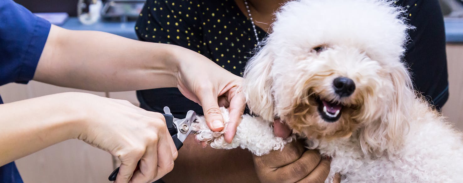 wellness-the-fast-and-stress-free-way-to-trim-your-dogs-nails-hero-image