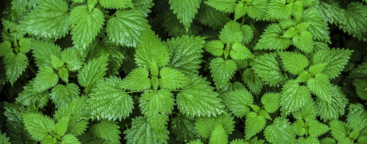 wellness-the-many-benefits-of-adding-nettles-to-your-dogs-diet-hero-image