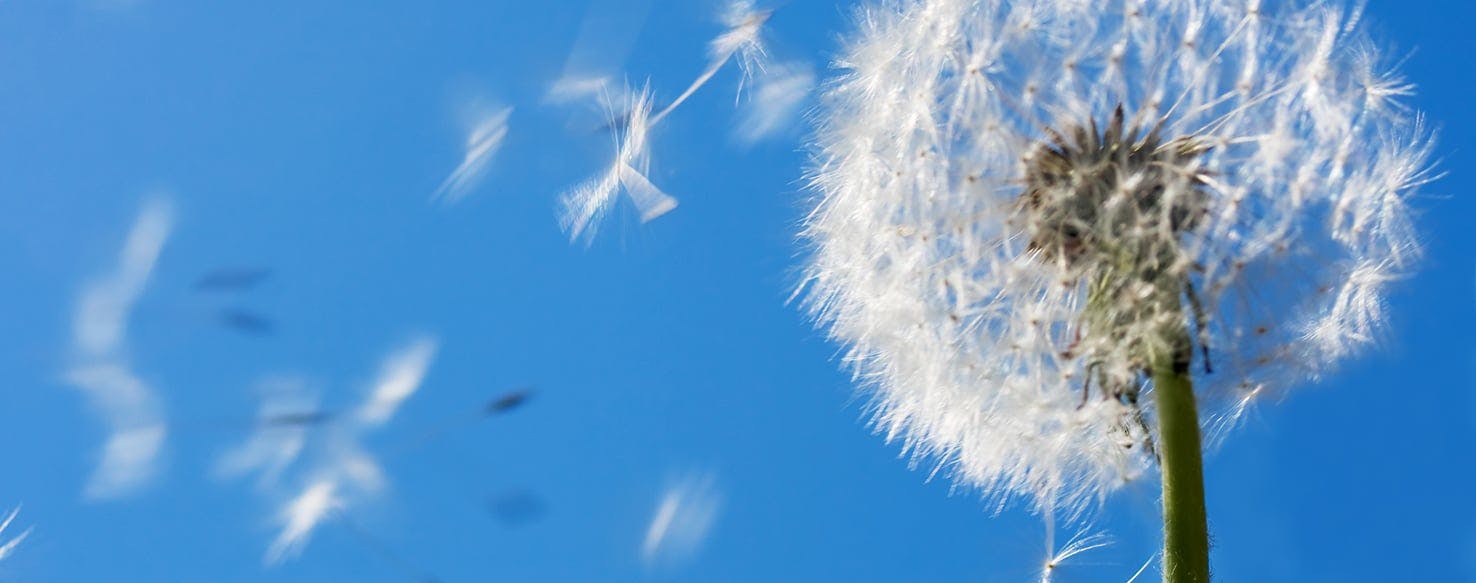 are dandelion flowers bad for dogs