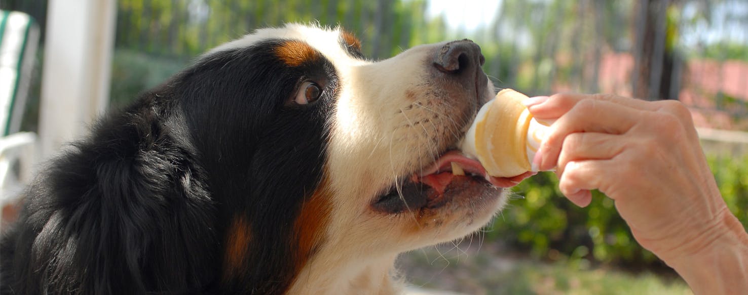 wellness-the-sticky-scenario-surrounding-your-dog-and-ice-cream-hero-image