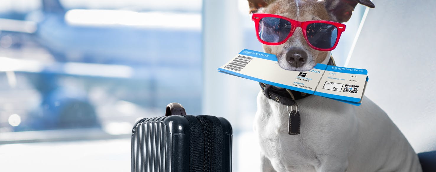 wellness-tips-and-tricks-for-airplane-travel-with-your-dog-hero-image