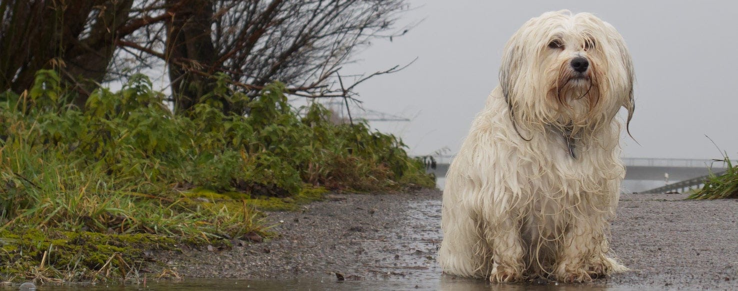 7 Indoor Dog Enrichment Ideas for Rainy Days